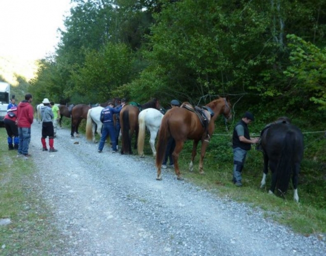 Preparando a los equinos en la salida